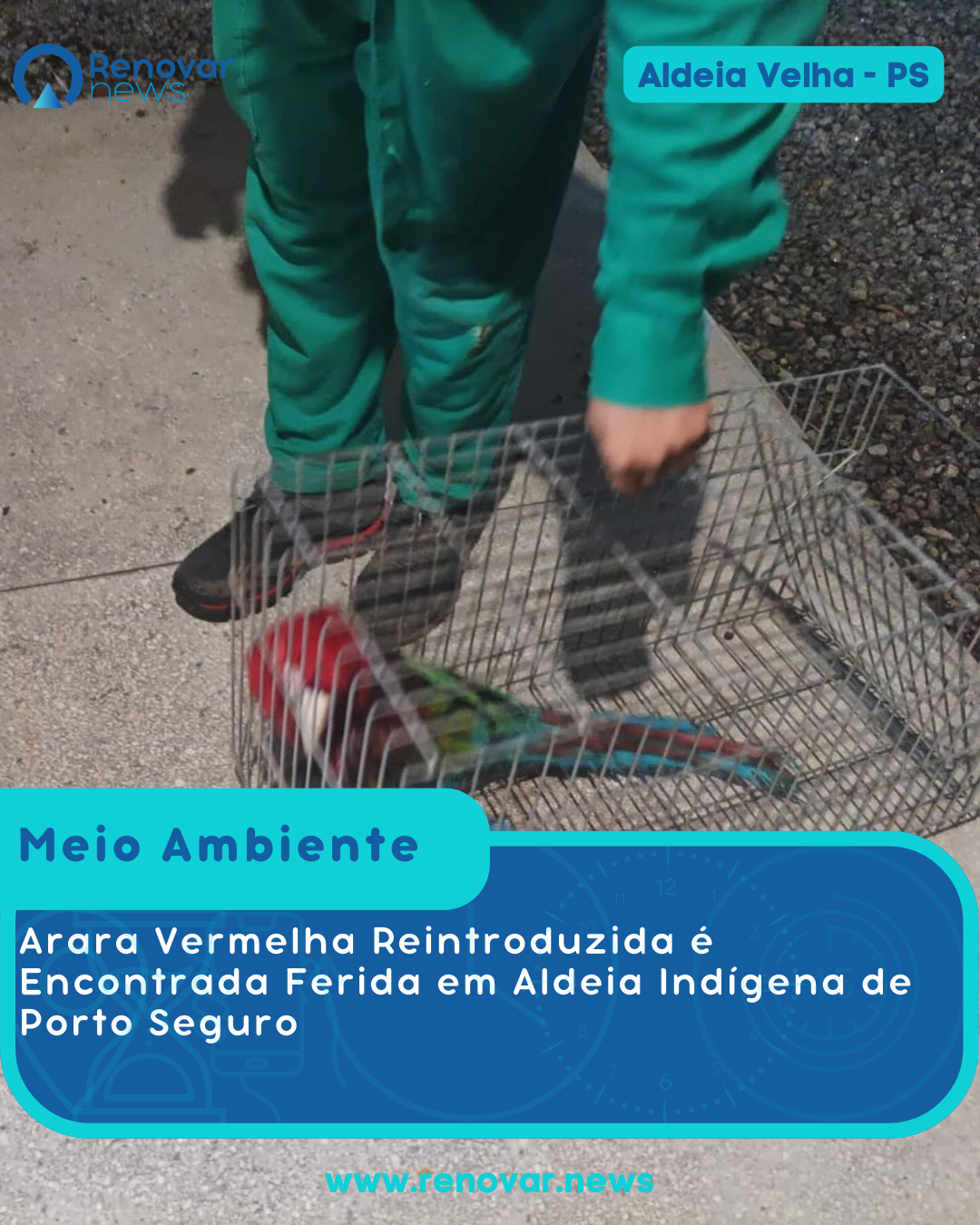 Arara Vermelha Reintroduzida é Encontrada Ferida em Aldeia Indígena de Porto Seguro